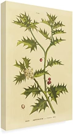 Търговска марка на Fine Art 'Herbal Botanical XXVIII' Платно арт портфолио от Wild Apple