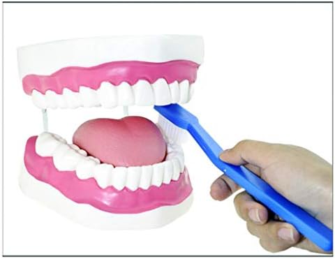 KH66ZKY Стоматологично Обучение Изследване на Модел за Почистване на Зъби при Зъболекар Стандартната Образователна Модел с Четка за зъби за Обучение на Деца или ученици